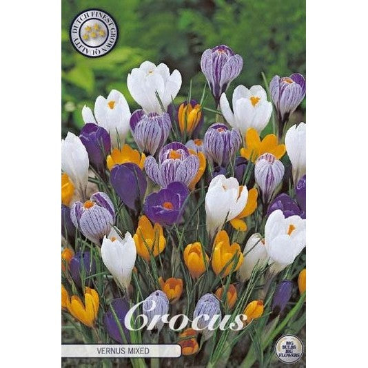 Vårkrokus-Crocus Vernus 'Vernus Mixed' 10-pack